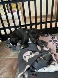 Princess Merida - Photo 4