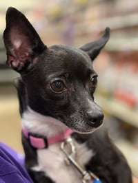 Princess Merida - Photo 5