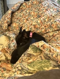 Princess Merida - Photo 6