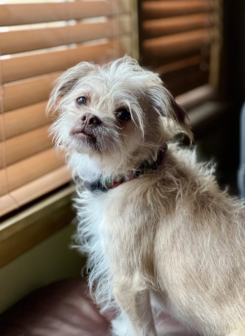 ANGEL - Terrier available for adoption