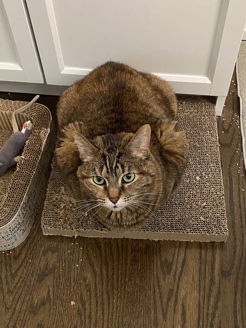 SAMOA - Domestic Short Hair available for adoption