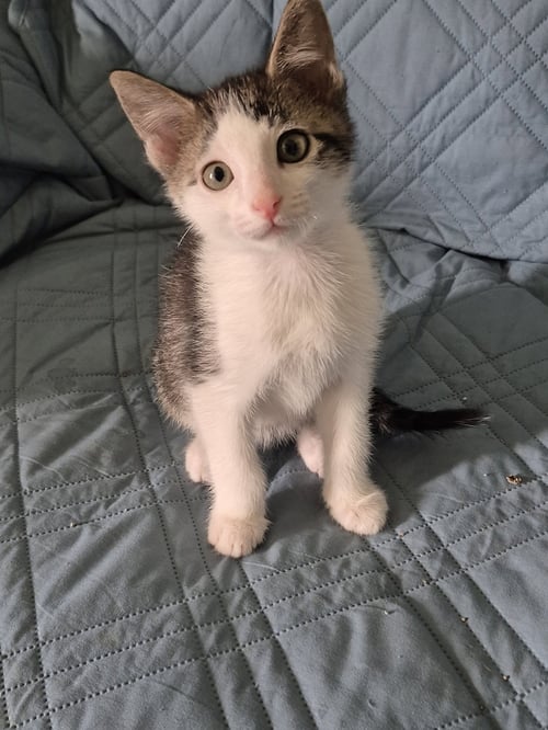 SPOT - Domestic Short Hair available for adoption