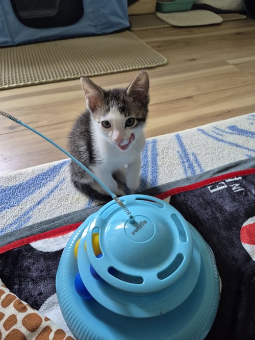 SPOT - Domestic Short Hair available for adoption