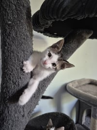 Spot - Photo 5
