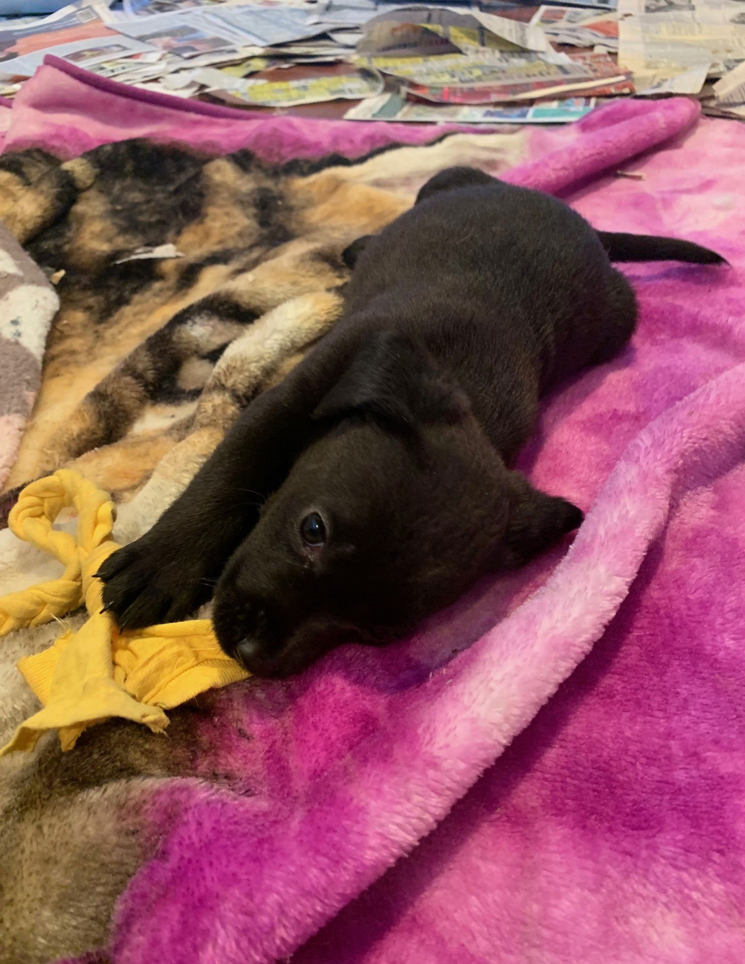 MARIS - Beagle / Labrador Retriever available for adoption