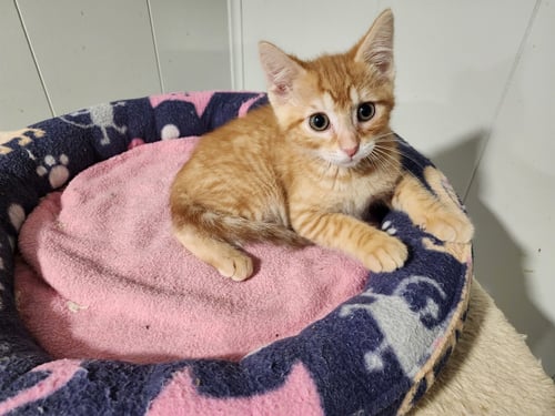 OWEN - Domestic Short Hair available for adoption