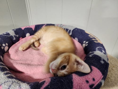 OWEN - Domestic Short Hair available for adoption