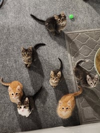 Owen - Photo 4