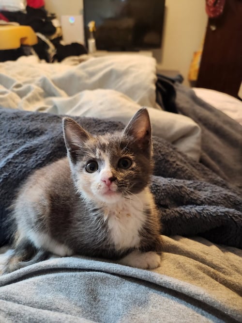WINDEX - Domestic Short Hair / Dilute Calico for adoption in Naperville
