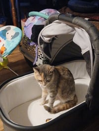 Kitty Witty - Photo 3