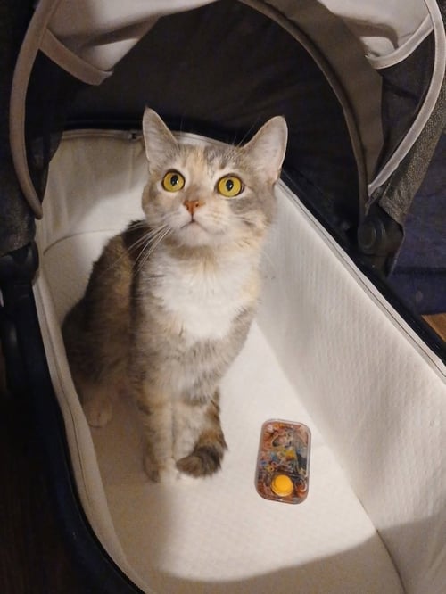 KITTY WITTY - Domestic Short Hair available for adoption