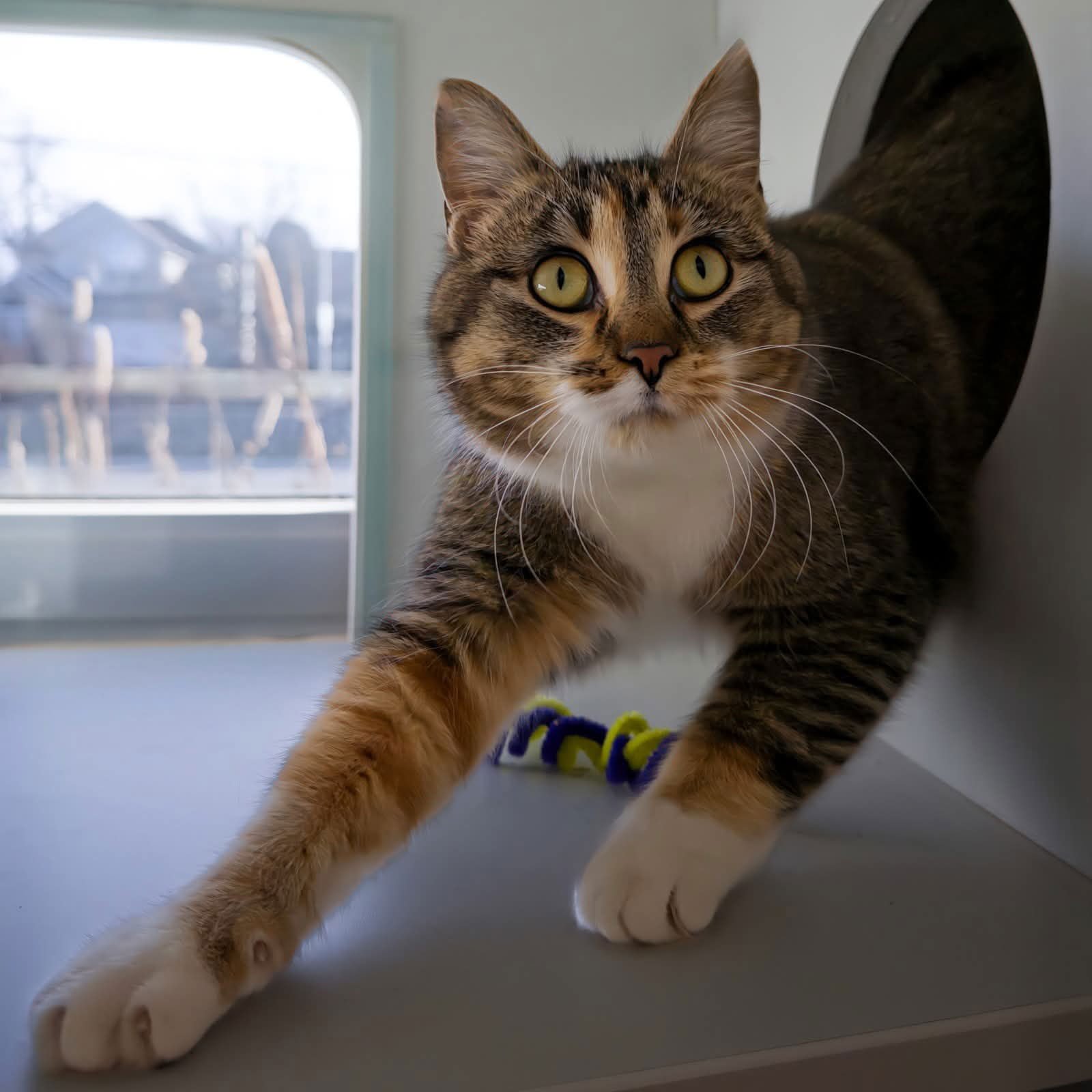 BIRDIE - Domestic Short Hair available for adoption