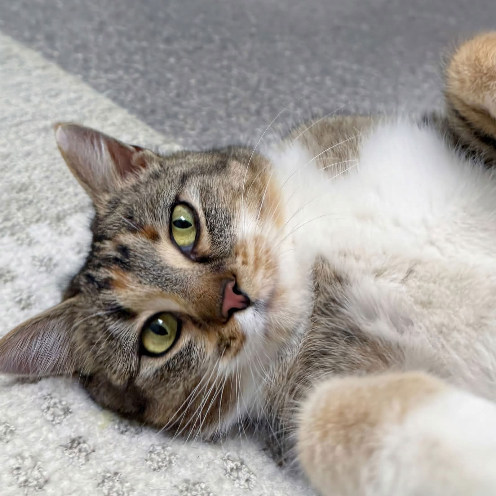 BIRDIE - Domestic Short Hair available for adoption