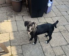 FREDDIE - Chihuahua / Terrier available for adoption