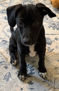 Freddie - Photo 3
