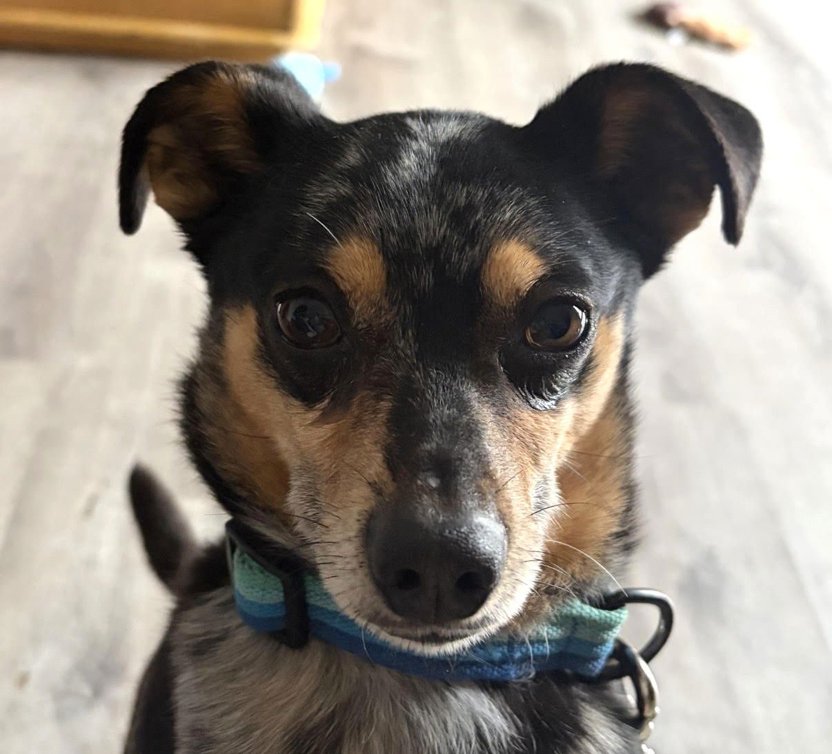 JEFFERY - Chihuahua available for adoption