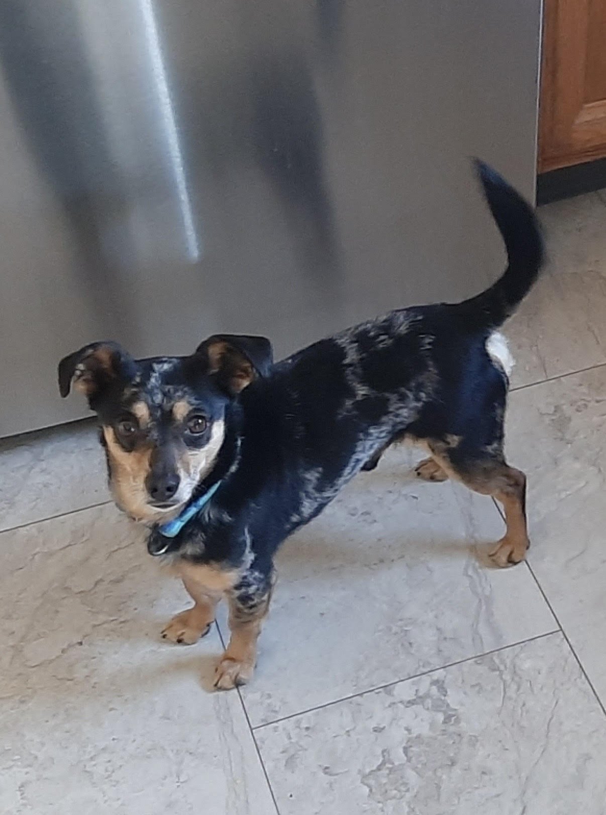 JEFFERY - Chihuahua available for adoption