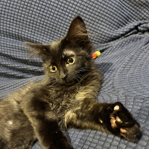 GIBBOUS - Domestic Long Hair available for adoption