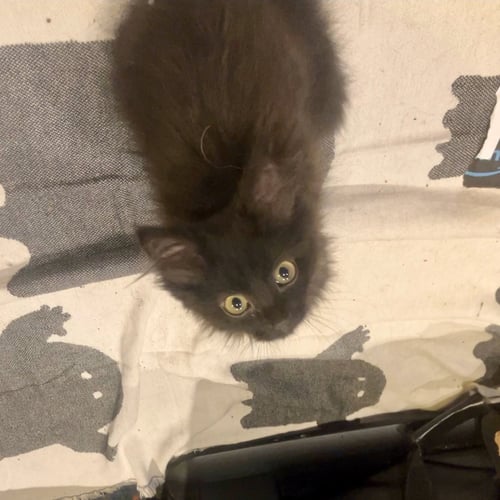 GIBBOUS - Domestic Long Hair available for adoption