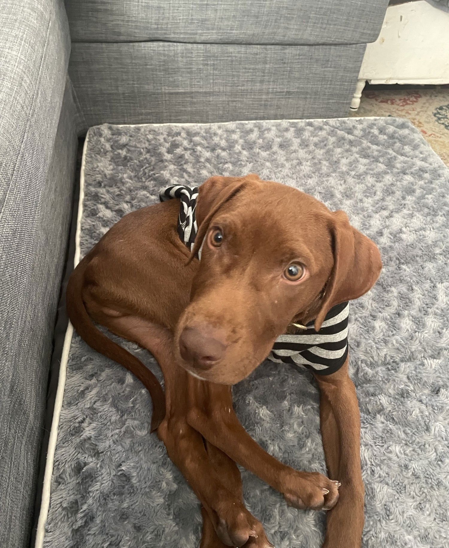 BROWN GRAVY - Labrador Retriever available for adoption