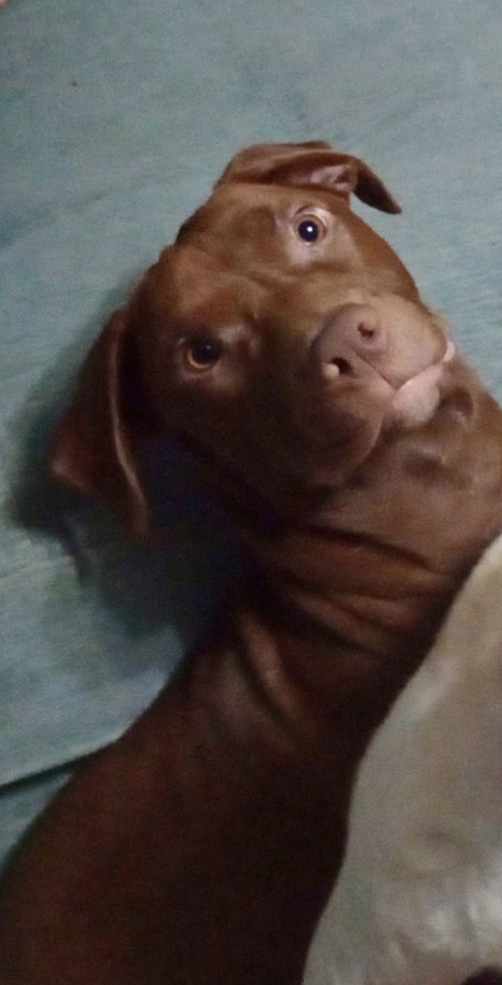 BROWN GRAVY - Labrador Retriever available for adoption