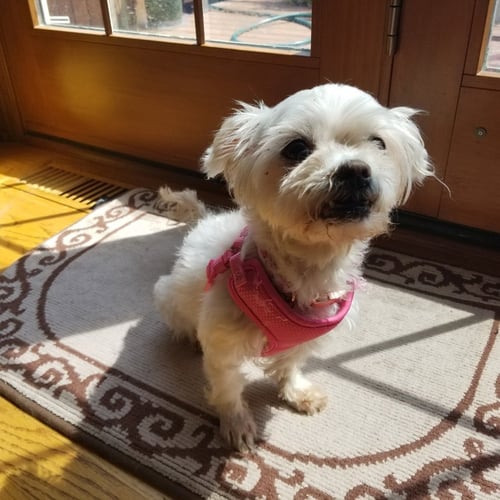 JAZZI - Maltese available for adoption