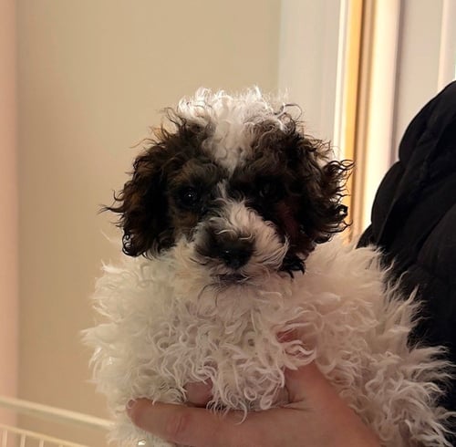 ROOMBA - Poodle (Miniature) available for adoption