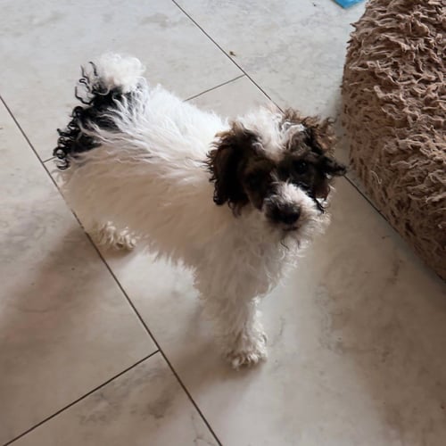 ROOMBA - Poodle (Miniature) available for adoption