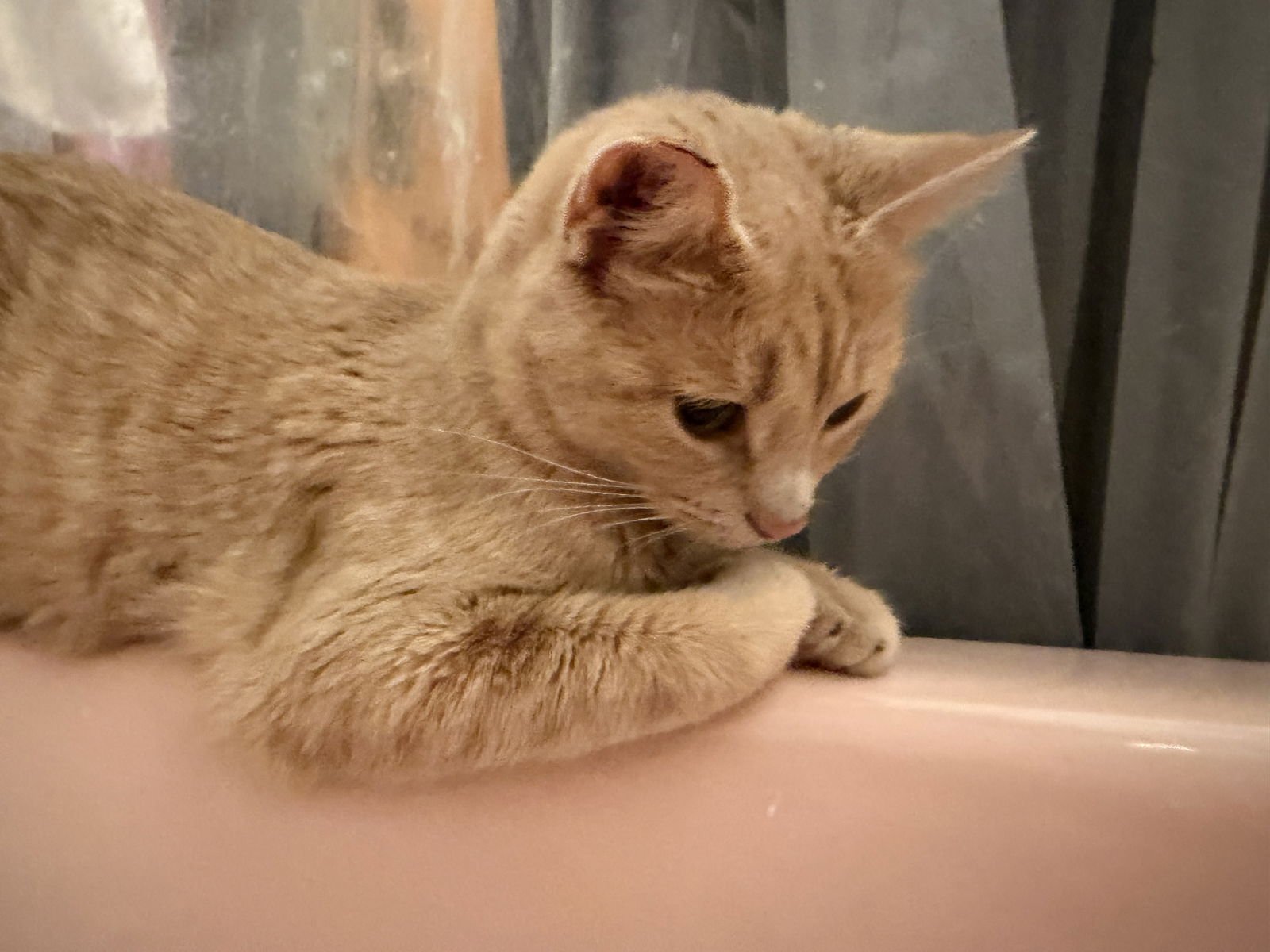 KATE - Domestic Short Hair / Tabby available for adoption