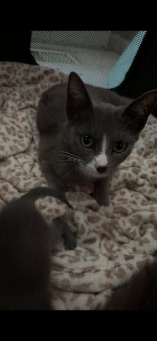 SUNNY BUN - Domestic Short Hair available for adoption