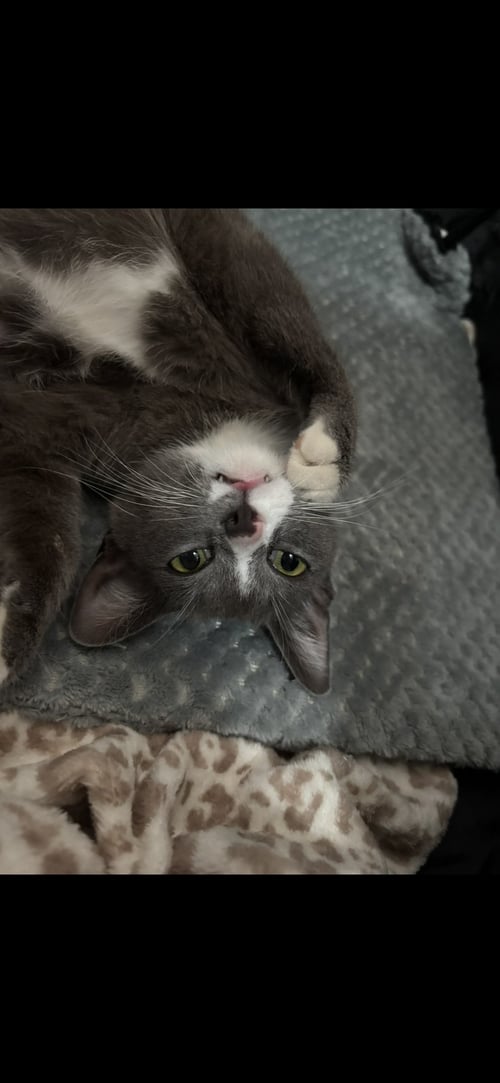 SUNNY BUN - Domestic Short Hair available for adoption