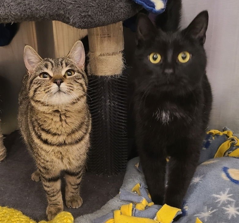 ACORN & PEBBLE (*BONDED PAIR) - Domestic Short Hair available for adoption
