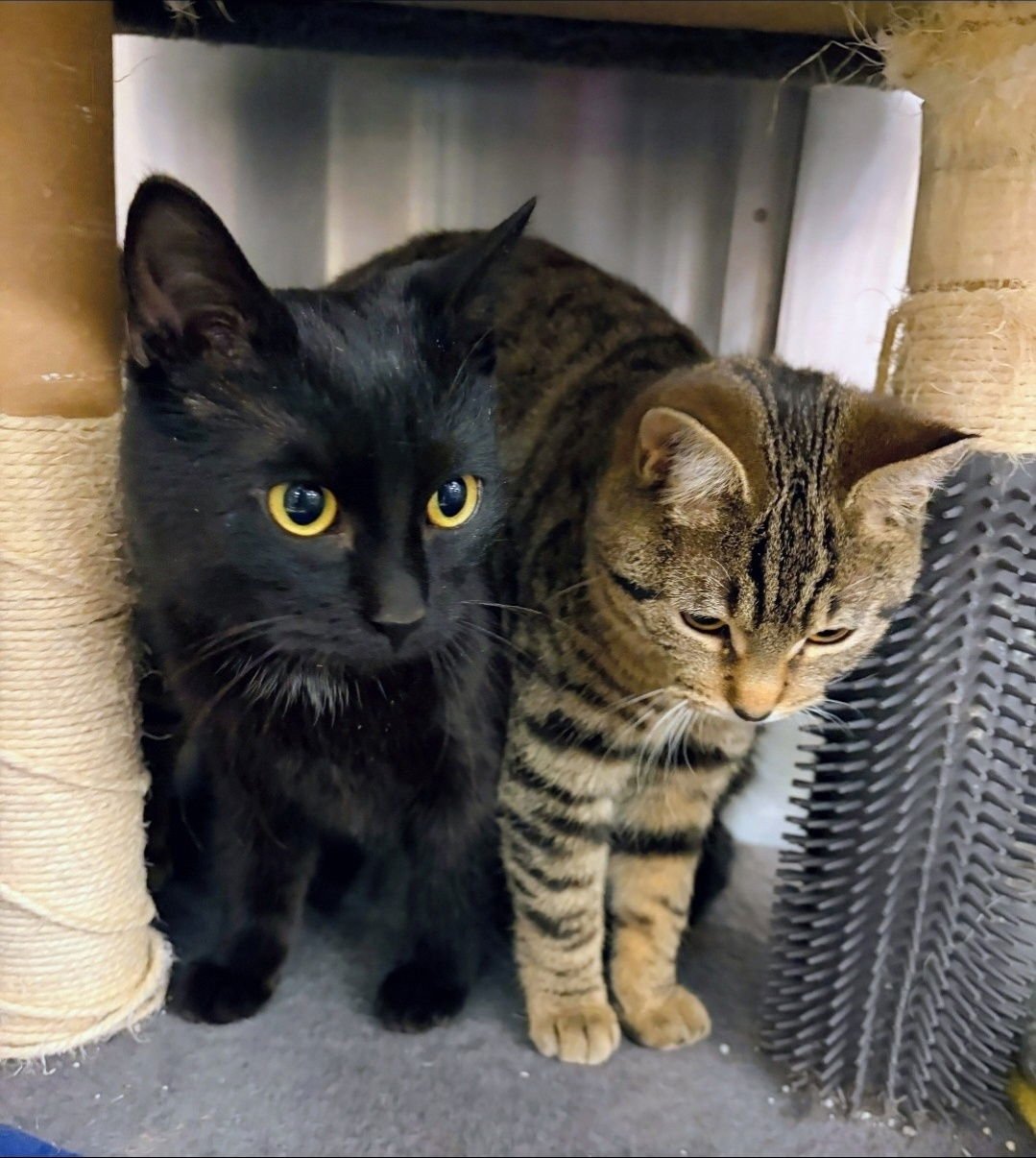 ACORN & PEBBLE (*BONDED PAIR) - Domestic Short Hair available for adoption