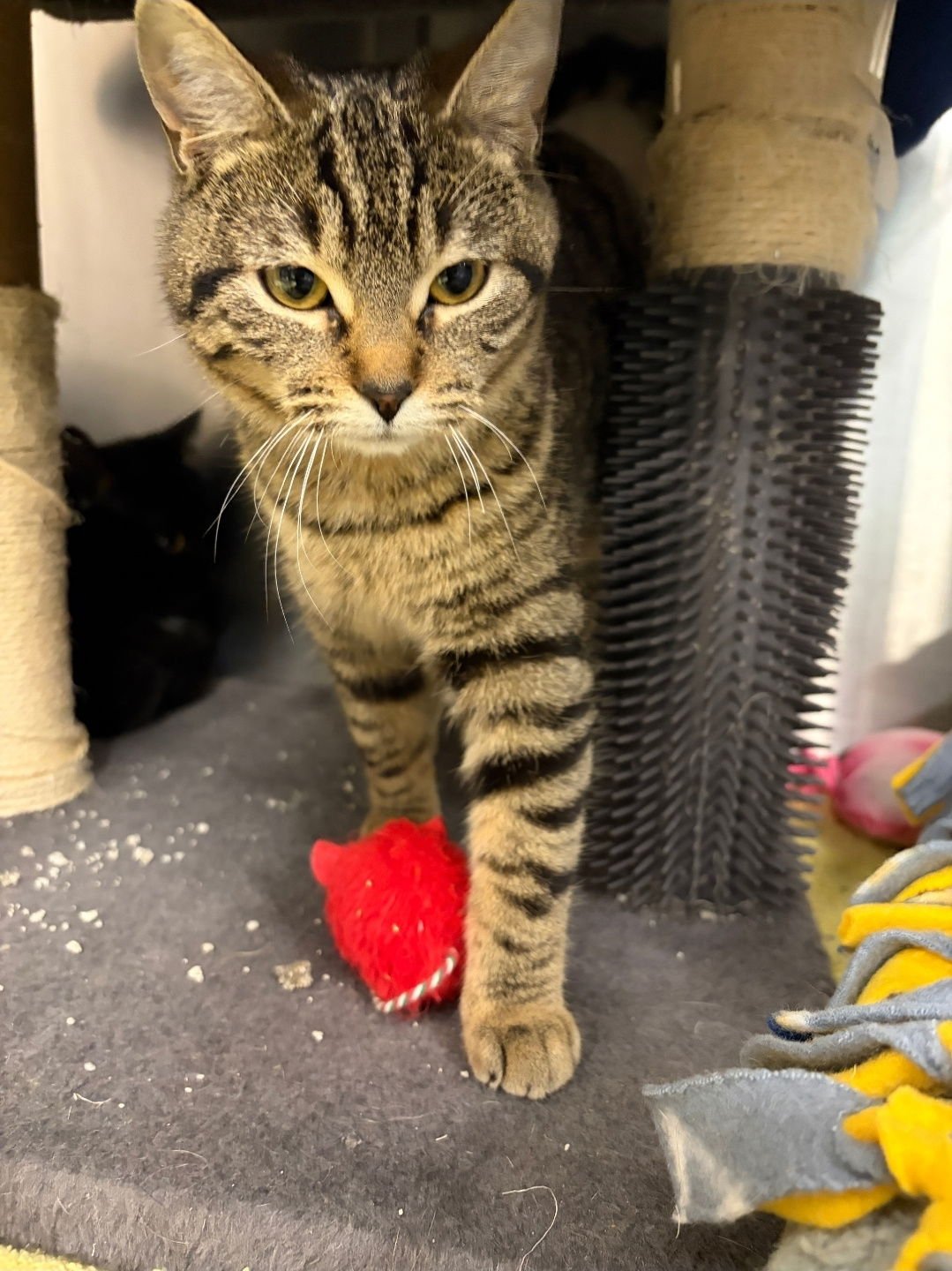 Acorn & Pebble (*bonded pair) - Photo 3