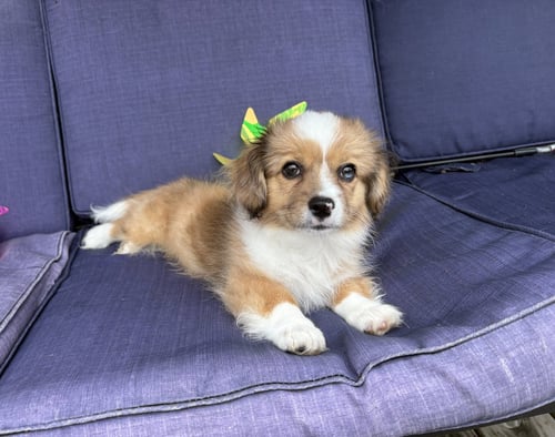 SHORTY - Corgi / Maltese available for adoption