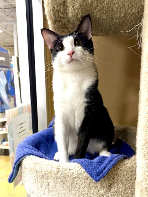 THING 1 - Domestic Short Hair available for adoption