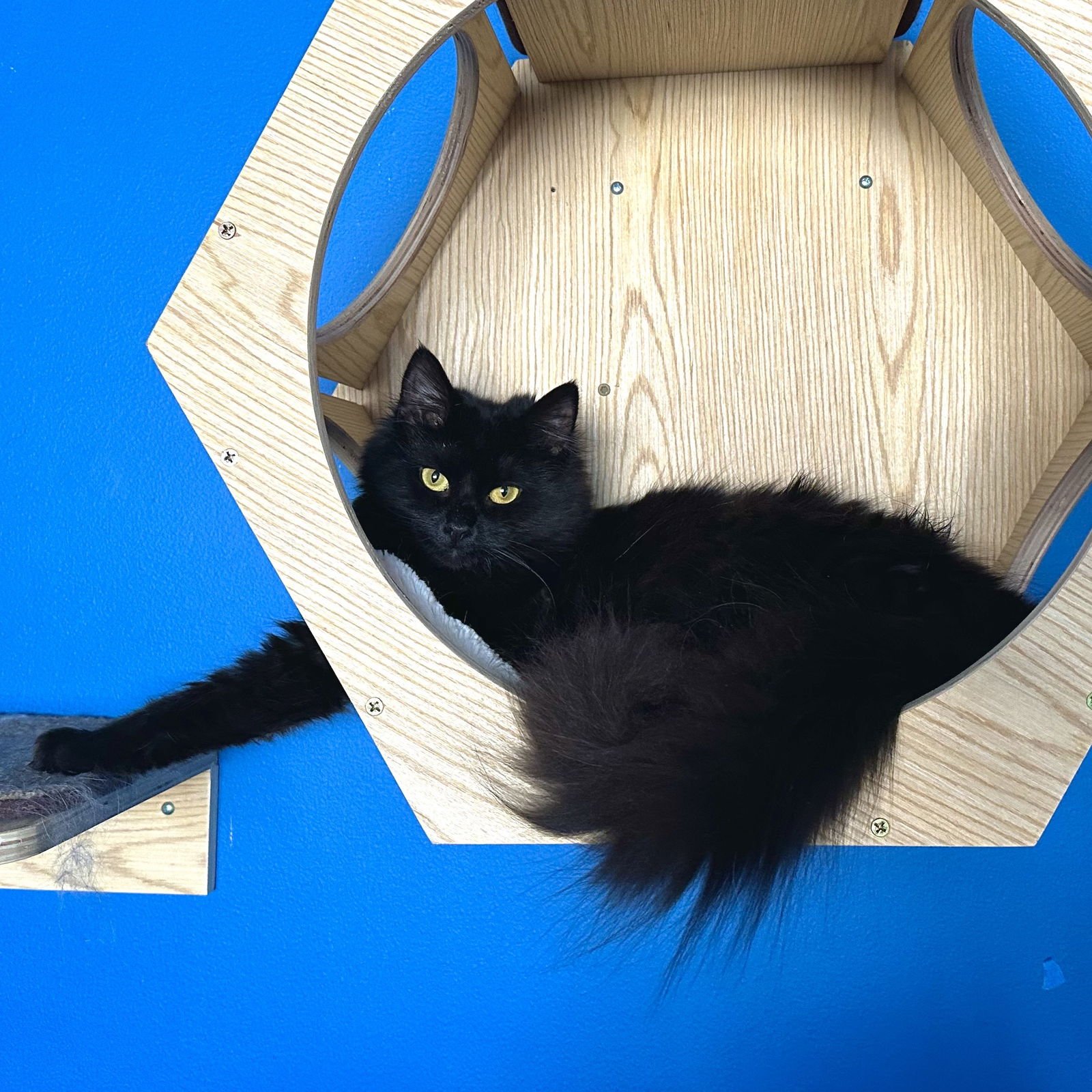 ALOLA - Domestic Long Hair available for adoption