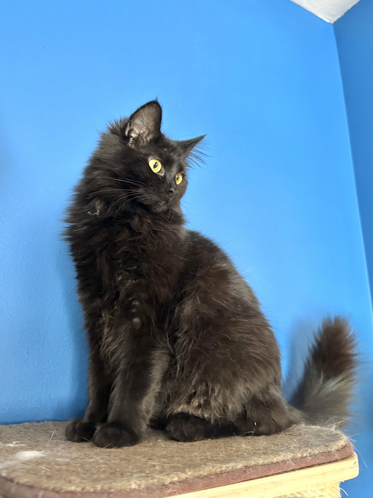 ALOLA - Domestic Long Hair available for adoption