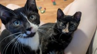 Paco and Peppa ***Bonded Pair*** - Photo 2