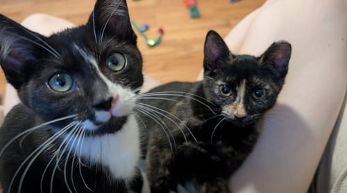 PACO AND PEPPA ***BONDED PAIR*** - Domestic Short Hair available for adoption