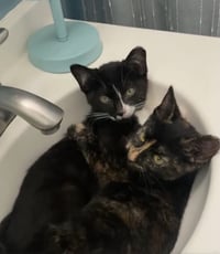Paco and Peppa ***Bonded Pair*** - Photo 1
