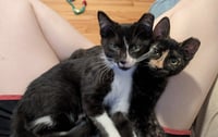 Paco and Peppa ***Bonded Pair*** - Photo 3