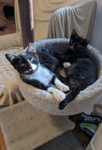 Paco and Peppa ***Bonded Pair*** - Photo 5