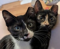Paco and Peppa ***Bonded Pair*** - Photo 4