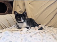 Paco and Peppa ***Bonded Pair*** - Photo 6