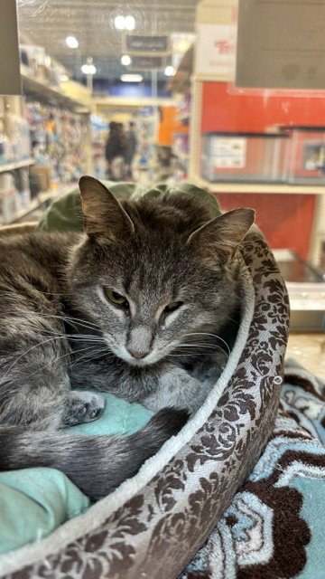 JOSIE - Domestic Short Hair available for adoption