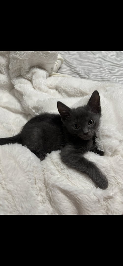 MARS - Domestic Short Hair available for adoption
