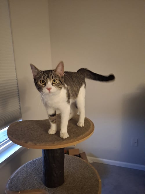 APRIL - Domestic Short Hair available for adoption