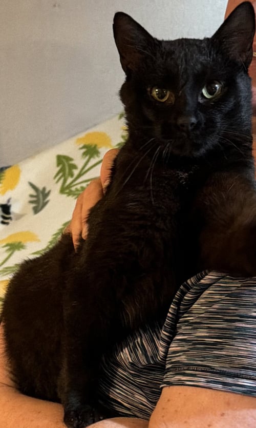 NIGHT - Domestic Short Hair available for adoption