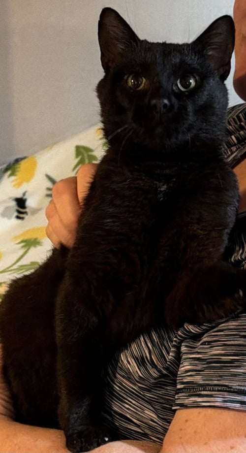 NIGHT - Domestic Short Hair available for adoption